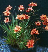 fénykép Pot Virágok Tritonia lágyszárú növény narancs