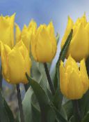 photo des fleurs en pot Tulipe herbeux, Tulipa jaune