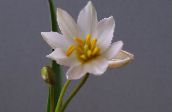 fénykép Pot Virágok Tulipán lágyszárú növény, Tulipa fehér