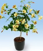 照片 盆花 金色小号灌木 藤本植物, Allamanda 黄
