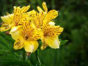 foto Podu Ziedi Peru Lilija zālaugu augs, Alstroemeria dzeltens