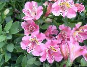 ვარდისფერი პერუს ლილი ბალახოვანი მცენარე