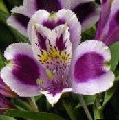 photo Pot Flowers Peruvian Lily herbaceous plant, Alstroemeria lilac