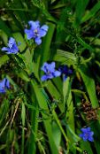 ფოტო ბანკში ყვავილები ლურჯი სიმინდის ლილი ბალახოვანი მცენარე, Aristea ecklonii ღია ლურჯი