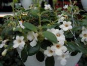 foto  Mellemamerikanske Klokkeblomst hængende plante, Codonanthe hvid