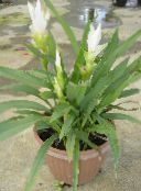 fénykép Pot Virágok Kurkuma lágyszárú növény, Curcuma fehér