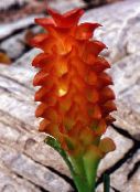 foto Podu Ziedi Kurkuma zālaugu augs, Curcuma sarkans