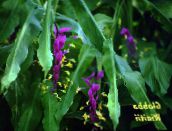 photo Pot Flowers Dancing Lady herbaceous plant, Globba lilac