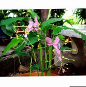 foto Pote flores Dancing Lady planta herbácea, Globba rosa