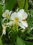 fénykép Pot Virágok Hedychium, Pillangó Gyömbér lágyszárú növény fehér