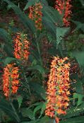 fotoğraf Saksı çiçekleri Hedychium, Kelebek Zencefil otsu bir bitkidir kırmızı
