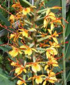 foto I fiori domestici Hedychium, Farfalla Zenzero erbacee arancione