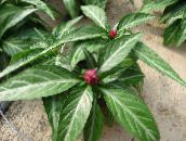 rózsaszín Porphyrocoma Lágyszárú Növény