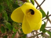 żółty Bauhinia (Drzewo Orchidea) 