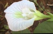 фота Пакаёвыя кветкі Клітар ліяна, Clitoria ternatea белы