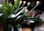 fénykép Pot Virágok Ecset, Vér Liliom, Tengeri Tojás, Por Puff lágyszárú növény, Haemanthus fehér