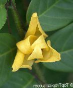 照片 盆花 银钩 树, Mitrephora vandaeflora 黄