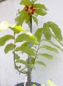 bilde Pot Blomster Calabao treet, Uvaria rød
