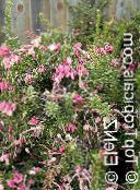 フォト ポットの花 グレビレア 低木, Grevillea sp. ピンク