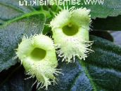 grön Alsobia Ampelväxter