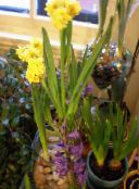 fénykép Pot Virágok Amarillisz lágyszárú növény, Hippeastrum sárga