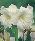 fénykép Pot Virágok Amarillisz lágyszárú növény, Hippeastrum fehér