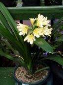 mynd Pottinn blóm Bush Lily, Boslelie herbaceous planta, Clivia gulur
