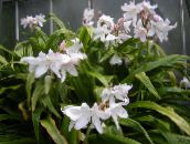 foto Flores de salón Crinum herbáceas blanco
