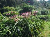 照片 盆花 文殊 草本植物, Crinum 粉红色