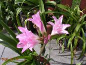 foto I fiori domestici Crinum erbacee rosa