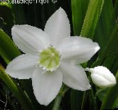 foto Unutarnja Cvjetovi Amazon Ljiljan zeljasta biljka, Eucharis bijela