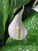 照片  火鹤花，心脏花 草本植物, Anthurium 白