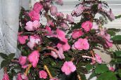照片  神奇的花，螺母兰花 吊厂, Achimenes 粉红色