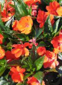 fotografie Oală Flori Plantă Răbdare, Balsam, Bijuterie Buruienilor, Ocupat Lizzie planta erbacee, Impatiens portocale