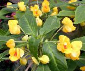 photo des fleurs en pot Patience Plantes, Le Sapin Baumier, Joyau Mauvaises Herbes, Lizzie Occupé herbeux, Impatiens jaune