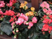 фотографија Затворене Цветови Бегонија травната, Begonia розе