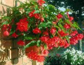raudonas Begonia Žolinis Augalas