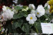 снимка Интериорни цветове Бегония тревисто, Begonia бял