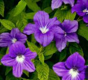 fotografie Oală Flori Browallia planta erbacee violet