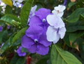 照片 盆花 昨天 - 今天 - 明天Brunfelsia， 灌木 紫丁香