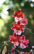 foto Unutarnja Cvjetovi Vuylstekeara-Cambria zeljasta biljka crvena