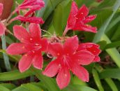 フォト ポットの花 Vallota 草本植物, Vallota (Cyrtanthus) ピンク