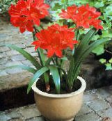 bilde Pot Blomster Vallota urteaktig plante, Vallota (Cyrtanthus) rød