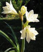 fotografie Kvetinové Kvety Vallota trávovitý, Vallota (Cyrtanthus) biely