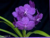 fénykép Pot Virágok Vanda lágyszárú növény halványlila