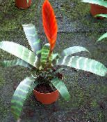 წითელი Vriesea ბალახოვანი მცენარე