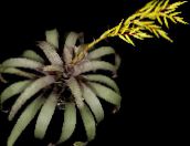 foto I fiori domestici Vriesea erbacee giallo