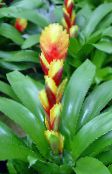 照片 盆花 Vriesea 草本植物 黄