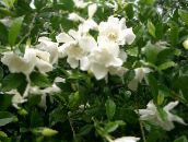 foto Flores de salón Cape Jasmine arbustos, Gardenia blanco