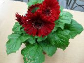 claret Transvaal Daisy Herbaceous Plant